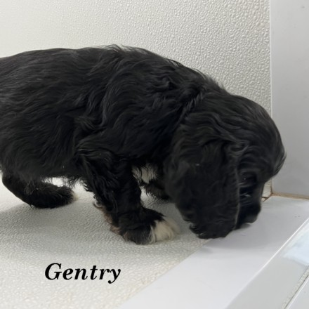 puppy, for, sale, Cocker Spaniel, Joe & Cherri  Overlease, dog, breeder, Miller, MO, dog-breeder, puppy-for-sale, forsale, nearby, find, puppyfind, locator, puppylocator, aca